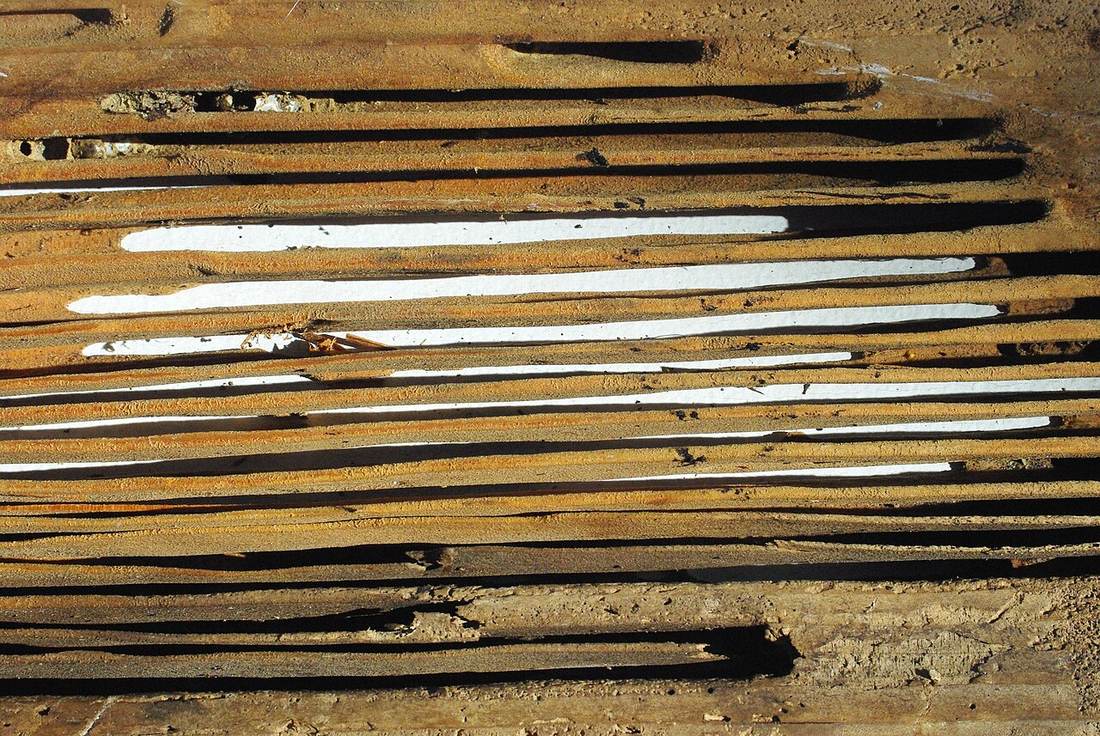 Bois endommagé par des fourmis charpentières